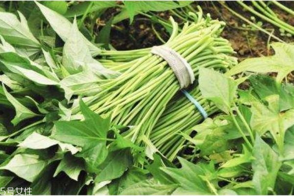 紅薯葉一般是幾月上市呢 紅薯葉有什么食用禁忌嗎 紅薯葉一般是幾月上市呢 紅薯葉有什么食用禁忌嗎