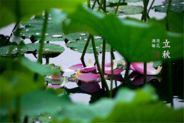 立秋可以吃西瓜嗎 可以適當(dāng)吃一點(diǎn) 立秋可以吃西瓜嗎 可以適當(dāng)吃一點(diǎn)