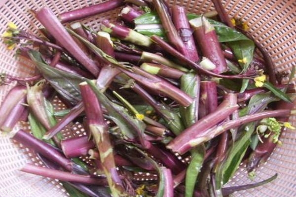 紅菜苔怎么做好吃呢 什么時候可以吃到紅菜苔呢 紅菜苔怎么做好吃呢 什么時候可以吃到紅菜苔呢