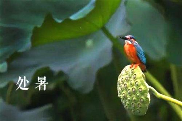 2019處暑是哪一天 處暑是什么節(jié)氣 2019處暑是哪一天 處暑是什么節(jié)氣