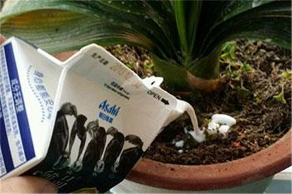 澆花可以用涼開水嗎 澆花用什么水好 澆花可以用涼開水嗎 澆花用什么水好