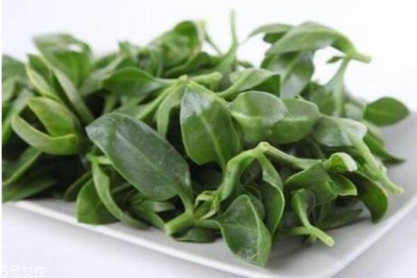 什么是穿心蓮 穿心蓮有什么作用呢 什么是穿心蓮 穿心蓮有什么作用呢