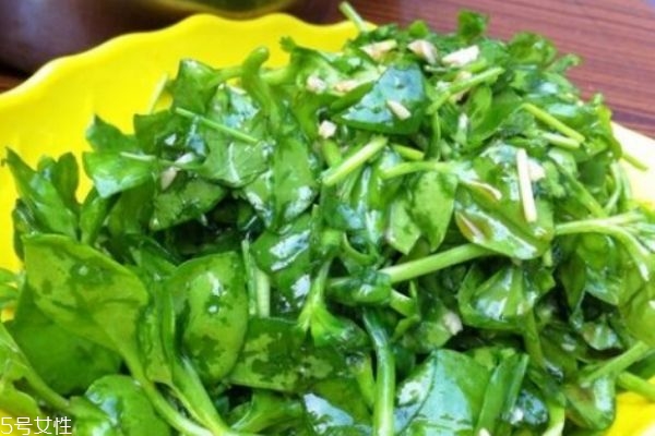 什么是穿心蓮 穿心蓮有什么作用呢 什么是穿心蓮 穿心蓮有什么作用呢