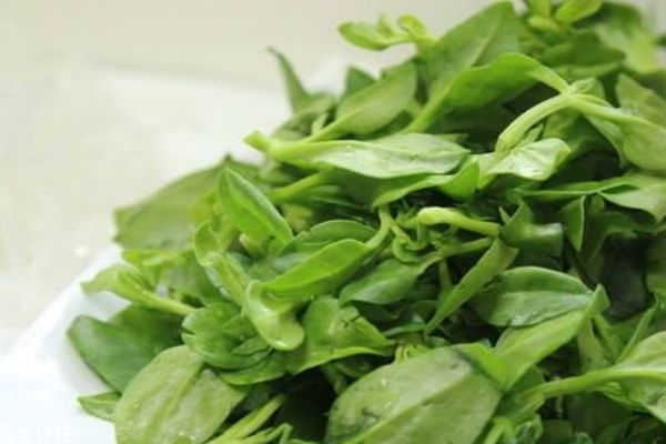 穿心蓮可以治療痘痘嗎 孕婦可以吃穿心蓮嗎 穿心蓮可以治療痘痘嗎 孕婦可以吃穿心蓮嗎