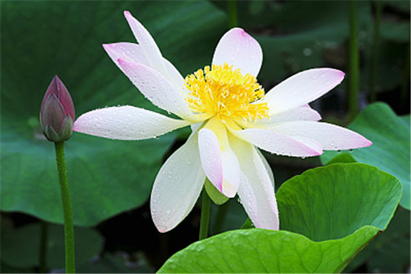 蓮子一天吃幾個(gè)為好 蓮子可以多吃嗎 蓮子一天吃幾個(gè)為好 蓮子可以多吃嗎