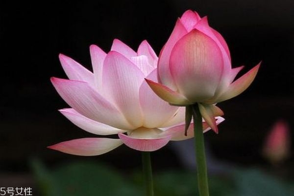 荷花有什么作用呢 一般幾月份荷花開花呢 荷花有什么作用呢 一般幾月份荷花開花呢