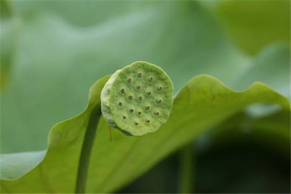 蓮子有幾種 蓮子的種類怎么區(qū)分 蓮子有幾種 蓮子的種類怎么區(qū)分
