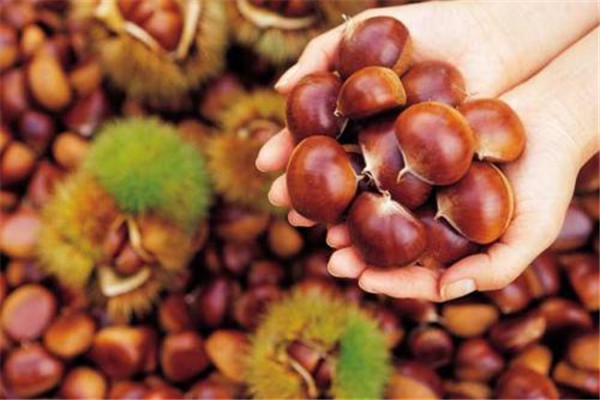 板栗是水果嗎 板栗有什么功效 板栗是水果嗎 板栗有什么功效