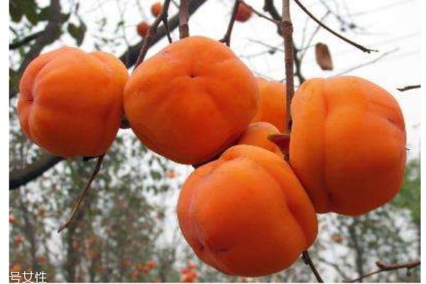 柿子有什么營養(yǎng)價值呢 吃柿子有什么好處呢 柿子有什么營養(yǎng)價值呢 吃柿子有什么好處呢