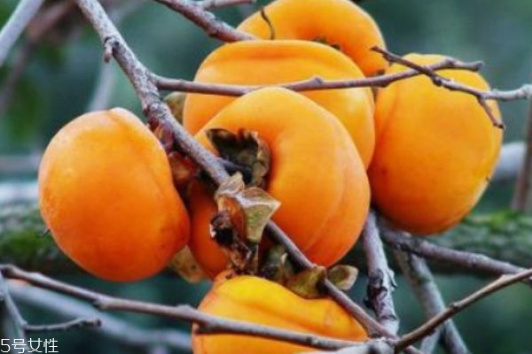 柿子可以怎么儲藏呢 吃柿子的功效有什么呢 柿子可以怎么儲藏呢 吃柿子的功效有什么呢