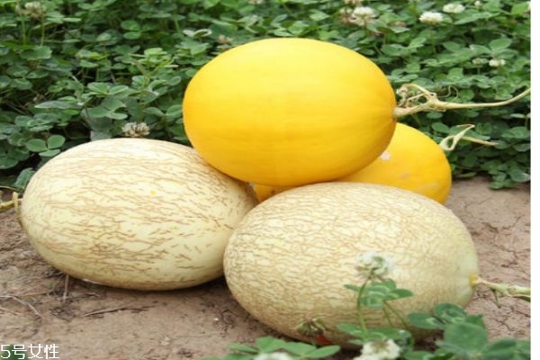 什么是白蘭瓜呢 白蘭瓜有什么營養(yǎng)價值呢 什么是白蘭瓜呢 白蘭瓜有什么營養(yǎng)價值呢