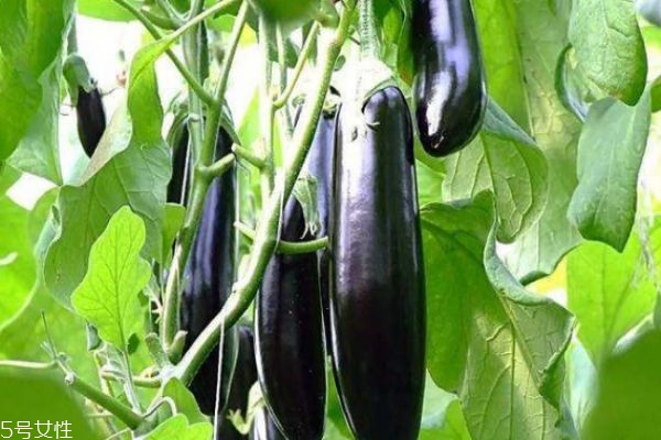 茄子有什么營養(yǎng)價(jià)值呢 吃茄子有什么好處呢 茄子有什么營養(yǎng)價(jià)值呢 吃茄子有什么好處呢