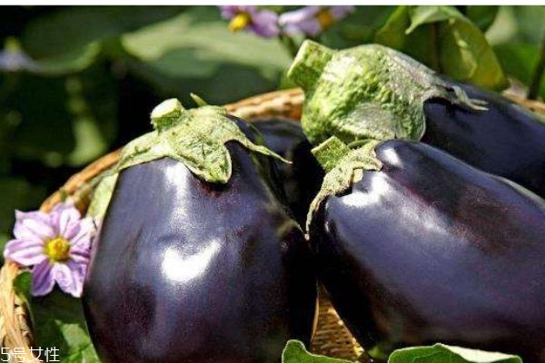 茄子有什么營養(yǎng)價(jià)值呢 吃茄子有什么好處呢 茄子有什么營養(yǎng)價(jià)值呢 吃茄子有什么好處呢