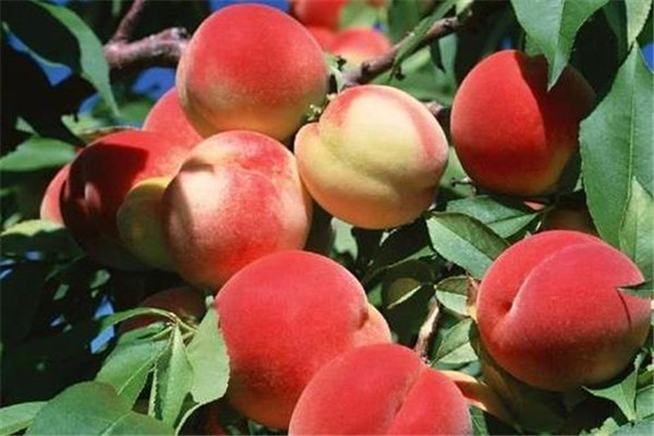 桃子是什么性質(zhì)的水果 桃子是什么類型的水果 桃子是什么性質(zhì)的水果 桃子是什么類型的水果