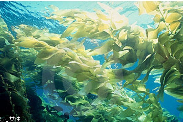 海帶是發(fā)物嗎 什么人群不能吃海帶呢 海帶是發(fā)物嗎 什么人群不能吃海帶呢