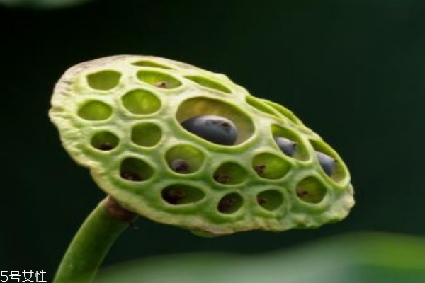 什么是蓮蓬呢 蓮蓬有什么營(yíng)養(yǎng)價(jià)值呢 什么是蓮蓬呢 蓮蓬有什么營(yíng)養(yǎng)價(jià)值呢