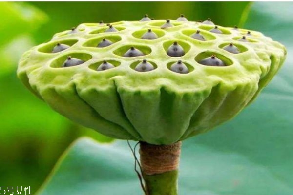 蓮蓬生長在水里嗎 蓮蓬一般什么季節(jié)成熟呢 蓮蓬生長在水里嗎 蓮蓬一般什么季節(jié)成熟呢