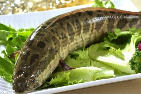 什么是黑魚呢 黑魚有什么營養(yǎng)價值呢 什么是黑魚呢 黑魚有什么營養(yǎng)價值呢