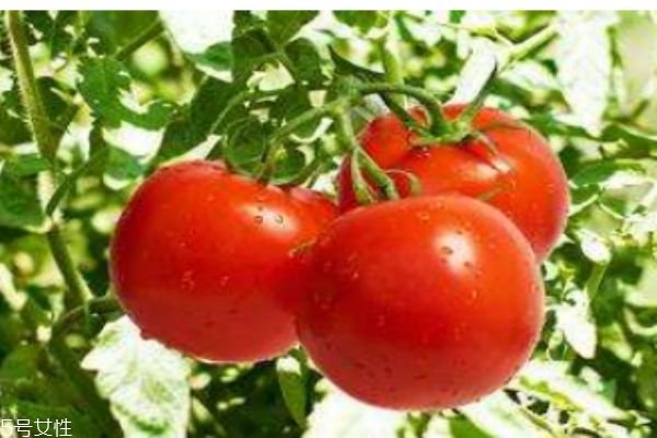 西紅柿有什么營養(yǎng)價(jià)值呢 吃西紅柿有什么好處呢