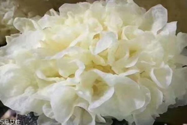 銀耳生長在哪里呢 銀耳應(yīng)該怎么吃呢 銀耳生長在哪里呢 銀耳應(yīng)該怎么吃呢