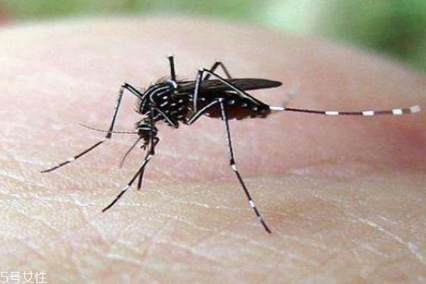 蚊子一般在什么季節(jié)比較多呢 蚊子喜歡什么血型的人群呢 蚊子一般在什么季節(jié)比較多呢 蚊子喜歡什么血型的人群呢
