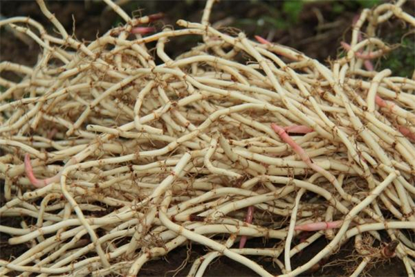 煎魚腥草需要放冰糖嗎 魚腥草煮冰糖能止咳嗎 煎魚腥草需要放冰糖嗎 魚腥草煮冰糖能止咳嗎