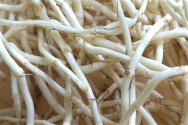 煎魚腥草需要放冰糖嗎 魚腥草煮冰糖能止咳嗎 煎魚腥草需要放冰糖嗎 魚腥草煮冰糖能止咳嗎