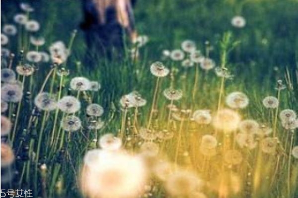 蒲公英有什么營養(yǎng)價值嗎 蒲公英可以吃嗎 蒲公英有什么營養(yǎng)價值嗎 蒲公英可以吃嗎