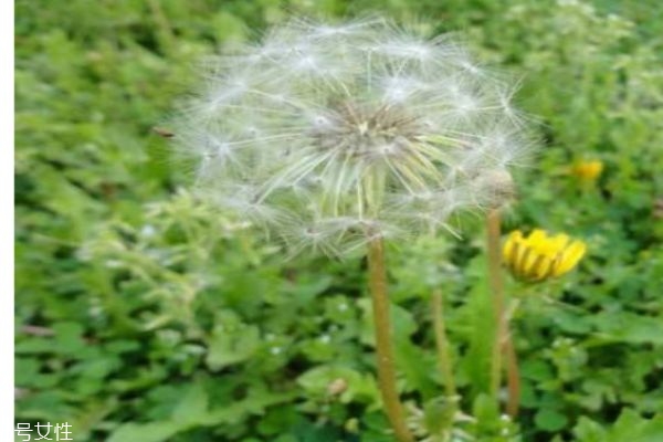 蒲公英有什么營養(yǎng)價值嗎 蒲公英可以吃嗎 蒲公英有什么營養(yǎng)價值嗎 蒲公英可以吃嗎