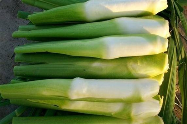 茭白吃多了會怎么樣 茭白太多吃不完怎么辦 茭白吃多了會怎么樣 茭白太多吃不完怎么辦