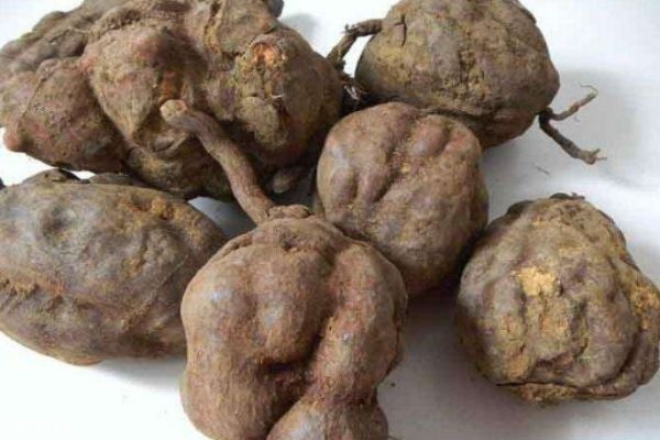 什么是何首烏呢 何首烏有什么營養(yǎng)價(jià)值呢 什么是何首烏呢 何首烏有什么營養(yǎng)價(jià)值呢