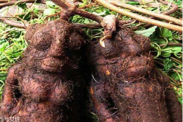 為什么有的何首烏長(zhǎng)的像人型呢 何首烏應(yīng)該怎么挑選呢 為什么有的何首烏長(zhǎng)的像人型呢 何首烏應(yīng)該怎么挑選呢