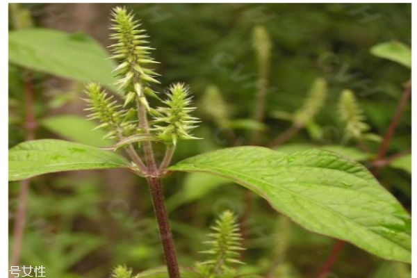 什么是接骨丹呢 接骨丹有什么作用呢 什么是接骨丹呢 接骨丹有什么作用呢