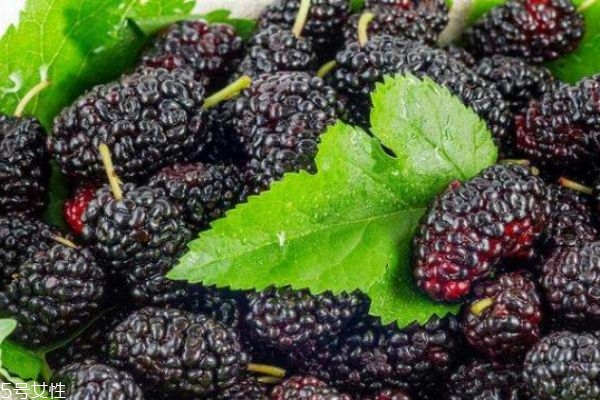 桑葚干有什么營(yíng)養(yǎng)價(jià)值呢 吃桑葚干有什么好處呢 桑葚干有什么營(yíng)養(yǎng)價(jià)值呢 吃桑葚干有什么好處呢