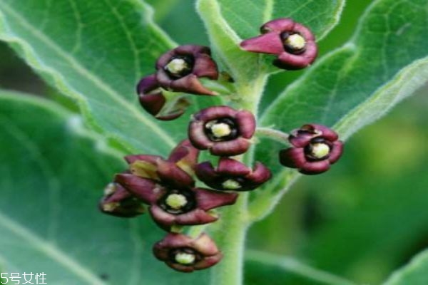 什么是白薇呢 白薇有什么價(jià)值呢 什么是白薇呢 白薇有什么價(jià)值呢