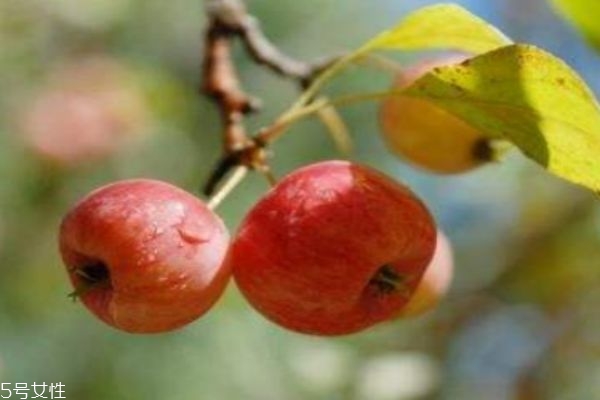 海棠果多少錢一斤呢 海棠果有什么食用禁忌呢 海棠果多少錢一斤呢 海棠果有什么食用禁忌呢