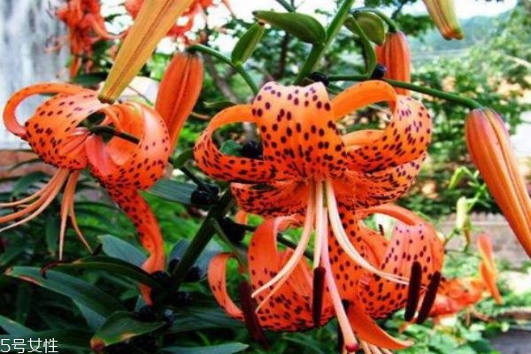 什么是卷丹呢 卷丹有什么藥用價(jià)值呢 什么是卷丹呢 卷丹有什么藥用價(jià)值呢