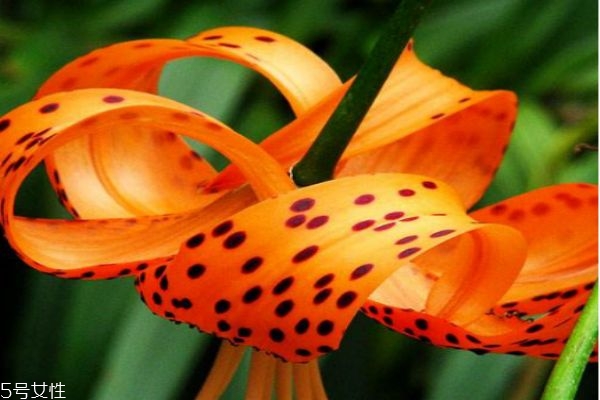 什么是卷丹呢 卷丹有什么藥用價(jià)值呢 什么是卷丹呢 卷丹有什么藥用價(jià)值呢