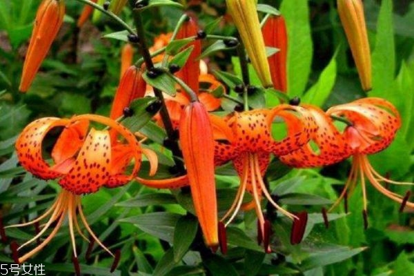 什么是卷丹呢 卷丹有什么藥用價(jià)值呢 什么是卷丹呢 卷丹有什么藥用價(jià)值呢