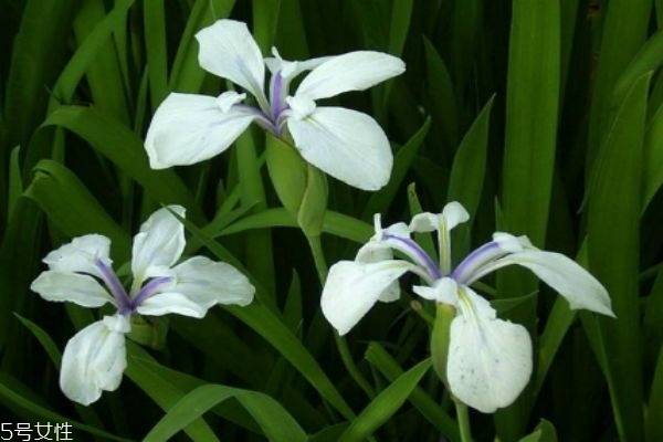 什么是杜若呢 杜若有什么作用呢 什么是杜若呢 杜若有什么作用呢