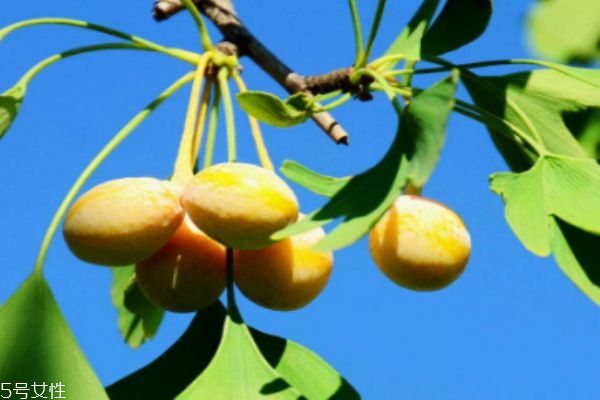 什么是銀杏呢 銀杏有什么營養(yǎng)價(jià)值呢 什么是銀杏呢 銀杏有什么營養(yǎng)價(jià)值呢