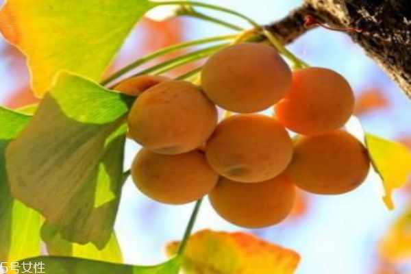 什么是銀杏呢 銀杏有什么營養(yǎng)價(jià)值呢 什么是銀杏呢 銀杏有什么營養(yǎng)價(jià)值呢