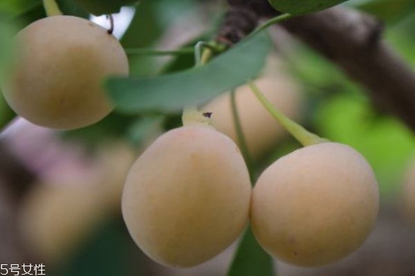 銀杏果的熱量高嗎 銀杏果的熱量是多少呢 銀杏果的熱量高嗎 銀杏果的熱量是多少呢