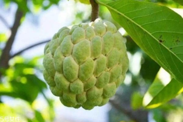 釋迦果有什么營養(yǎng)價(jià)值呢 吃釋迦果有什么好處呢 釋迦果有什么營養(yǎng)價(jià)值呢 吃釋迦果有什么好處呢