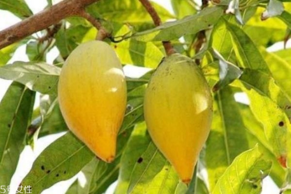 蛋黃果是什么呢 蛋黃果有什么營(yíng)養(yǎng)價(jià)值呢 蛋黃果是什么呢 蛋黃果有什么營(yíng)養(yǎng)價(jià)值呢