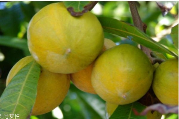 蛋黃果是什么呢 蛋黃果有什么營(yíng)養(yǎng)價(jià)值呢 蛋黃果是什么呢 蛋黃果有什么營(yíng)養(yǎng)價(jià)值呢