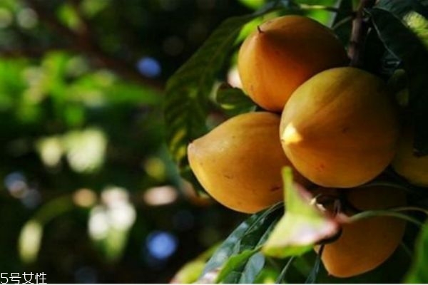 蛋黃果是什么呢 蛋黃果有什么營(yíng)養(yǎng)價(jià)值呢 蛋黃果是什么呢 蛋黃果有什么營(yíng)養(yǎng)價(jià)值呢