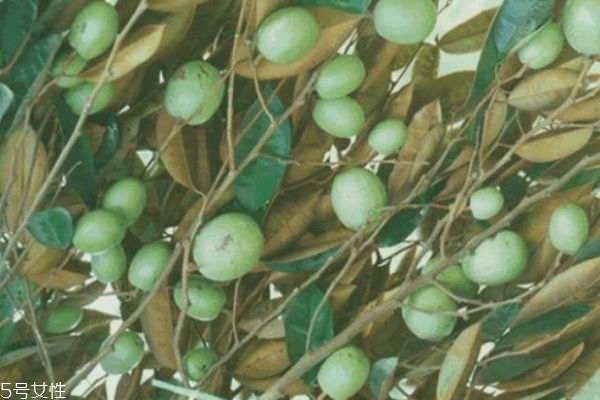 什么是金心果呢 金心果有什么營養(yǎng)價值呢 什么是金心果呢 金心果有什么營養(yǎng)價值呢