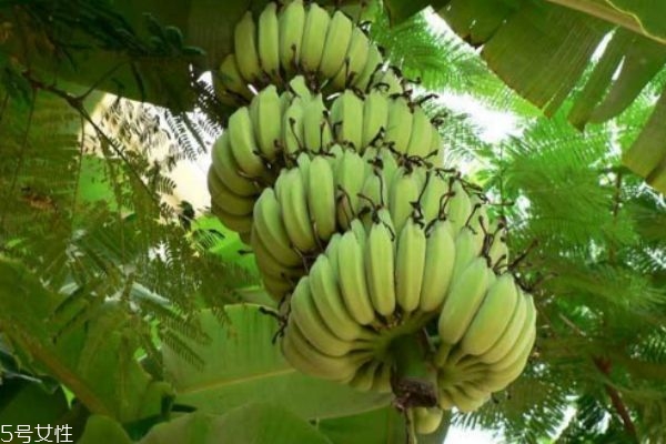 芭蕉有什么營(yíng)養(yǎng)價(jià)值呢 芭蕉多少錢(qián)一斤呢 芭蕉有什么營(yíng)養(yǎng)價(jià)值呢 芭蕉多少錢(qián)一斤呢