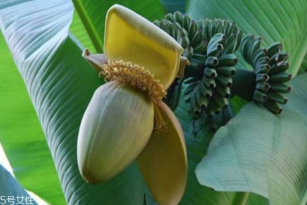 芭蕉有什么營(yíng)養(yǎng)價(jià)值呢 芭蕉多少錢(qián)一斤呢 芭蕉有什么營(yíng)養(yǎng)價(jià)值呢 芭蕉多少錢(qián)一斤呢